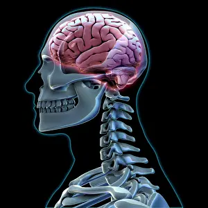 Cerebrum Prints: Human Skeleton and Brain, artwork