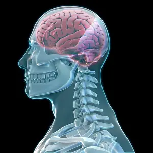 Cerebrum Prints: Human Skeleton and Brain, artwork