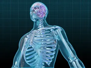 Cerebrum Prints: Human Skeleton and Brain, artwork