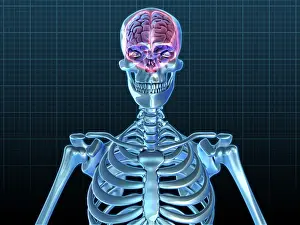 Cerebrum Prints: Human Skeleton and Brain, artwork