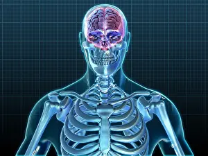Central Prints: Human Skeleton and Brain, artwork