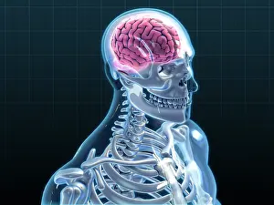 Body Prints: Human Skeleton and Brain, artwork