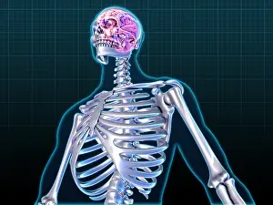Body Prints: Human Skeleton and Brain, artwork