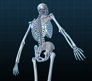 Back Prints: Human Skeleton, Illustration