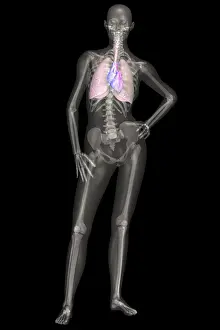 October Prints: Human Skeleton With Lungs