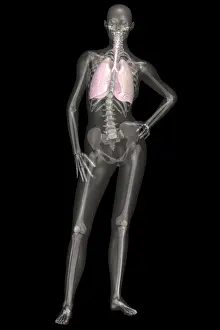October Prints: Human Skeleton With Lungs