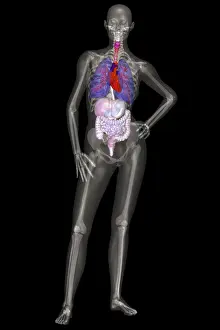 Reproductive Prints: Human Skeleton and Organ Systems