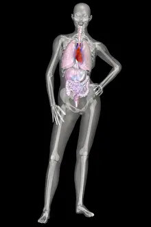 Reproductive Prints: Human Skeleton and Organ Systems