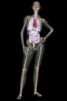 Reproductive Prints: Human Skeleton and Organ Systems