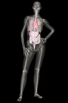 Reproductive Prints: Human Skeleton and Organ Systems