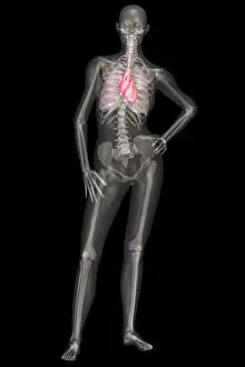 Reproductive Prints: Human Skeleton and Organ Systems