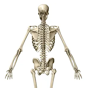 Back Prints: Human Skeleton, posterior view