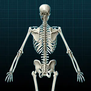 Back Prints: Human Skeleton, posterior view