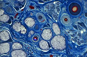 Pattern Prints: Human Skin, light micrograph