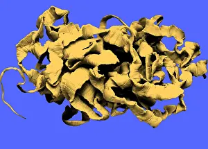 Specimen Prints: Human Tapeworm, gross specimen