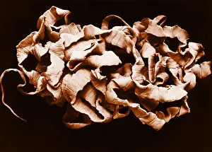 Specimen Prints: Human Tapeworm, gross specimen