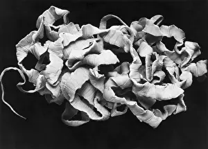 Specimen Prints: Human Tapeworm, gross specimen