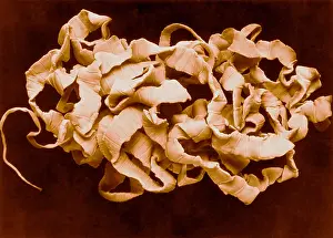 Specimen Prints: Human Tapeworm, gross specimen
