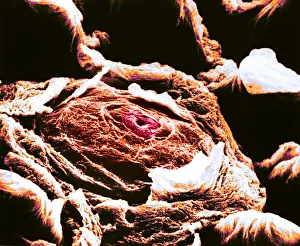 Papilla Prints: Human tongue papilla, under a microscope (SEM)