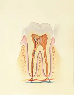 2003 Prints: Human tooth
