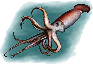 Devil Prints: Humboldt squid