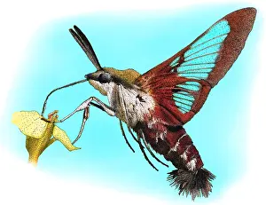 Moth Prints: Hummingbird Clearwing, Illustration