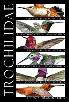 Birds Prints: Hummingbirds of North America