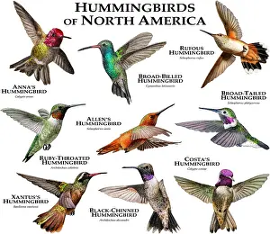 Poster Prints: Hummingbirds of North America