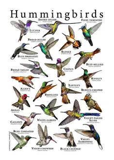 Poster Prints: Hummingbirds of the World
