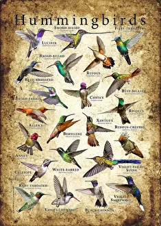 Birds Prints: Hummingbirds of the World
