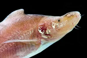 Fish Prints: Humpback Golden-line Barbel