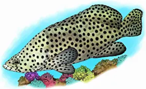 Panther Prints: Humpback Grouper