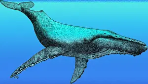 Whales Prints: Humpback Whale