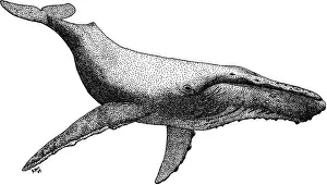 Whales Prints: Humpback Whale