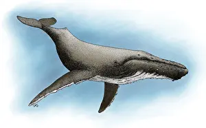 Whales Prints: Humpback Whale