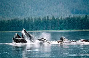 Bubble Prints: Humpback Whales Feeding