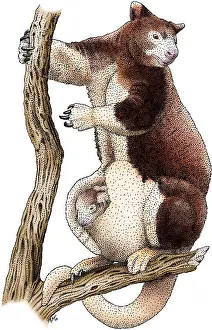 Marsupialia Prints: Huon Tree Kangaroo