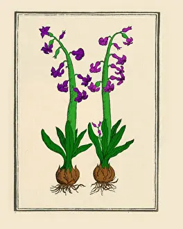 Purple Prints: The Hyacinth