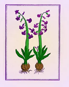 Purple Prints: The Hyacinth