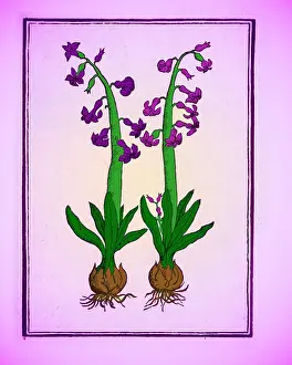 Purple Prints: The Hyacinth