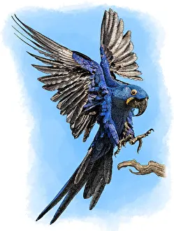 Psittacidae Prints: Hyacinth Macaw