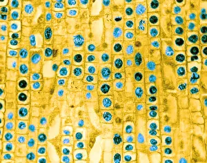Root Prints: Hyacinth Root Tip Cells