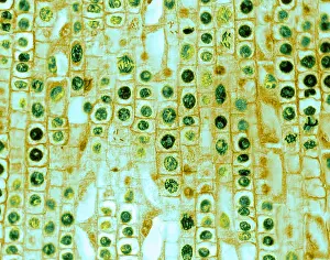 Root Prints: Hyacinth Root Tip Cells