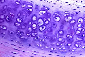 Micrograph Prints: Hyaline Cartilage under a microscope