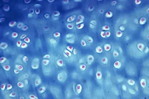Pattern Prints: Hyaline Cartilage under a microscope