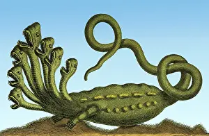 Headed Prints: Hydra, Legendary Creature