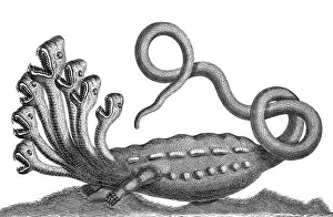 Folklore Prints: Hydra, Legendary Creature