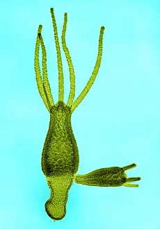 Cnidaria Prints: Hydra, light micrograph