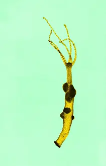 Cnidaria Prints: Hydra, light micrograph
