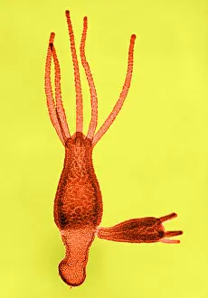Cnidaria Prints: Hydra, light micrograph